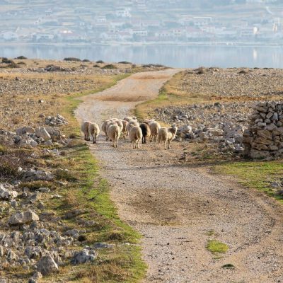 Flock Of Sheep, Island Pag, Croatia