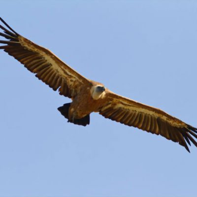 Griffon Vulture, Cres Island