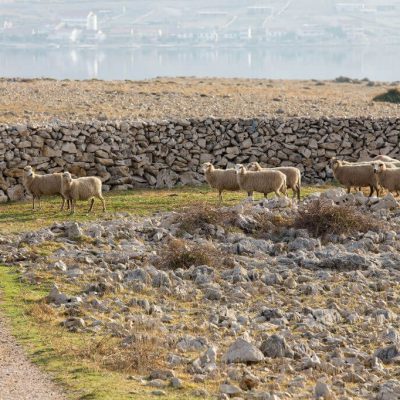 Island Pag, sheep, Croatia