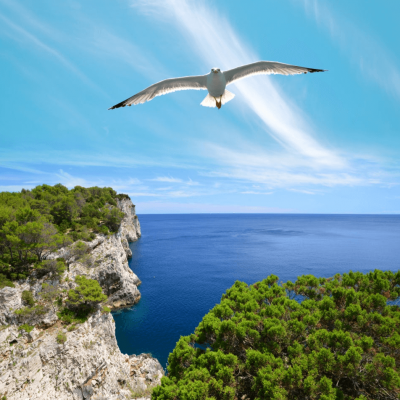 Seagull above cliffs Telascica nature park