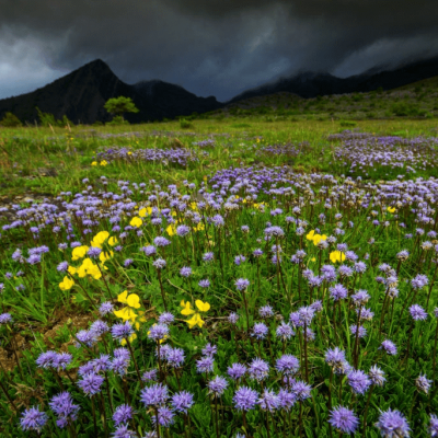 wild flowers Velebit